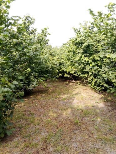 Ağaclar: Xaçmaz rayonu, Qaracəlli kəndində möhtəşəm bağ sahəsi satılır! — 9