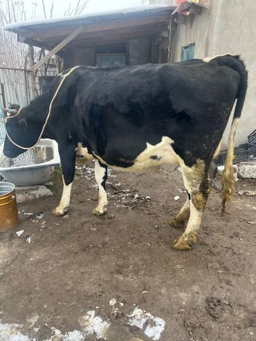 Коровы, быки: Продаю | Корова (самка) | Для молока | Привязанные — 3