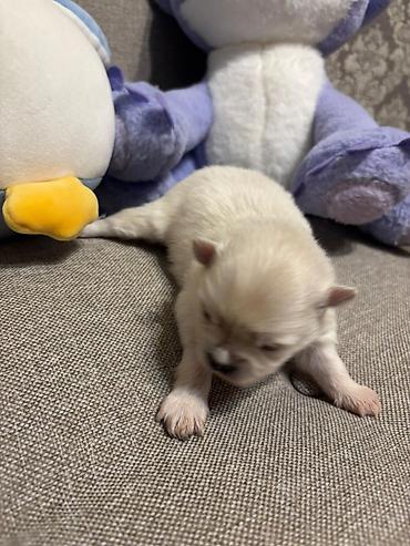 İtlər: Şpitz, 1 ay, Ünvandan götürmə — 5