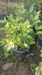 Другие растения: Kalina gülləri