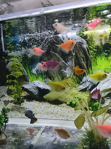 nemo baliq: Glofish, Sülhsevər — 4