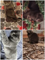 şotland pişik: Шотладская вислоухая, Самец