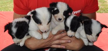 Psi: Štenci Border Collie oštenjeni 01. juna očišćeni od parazita više — 8