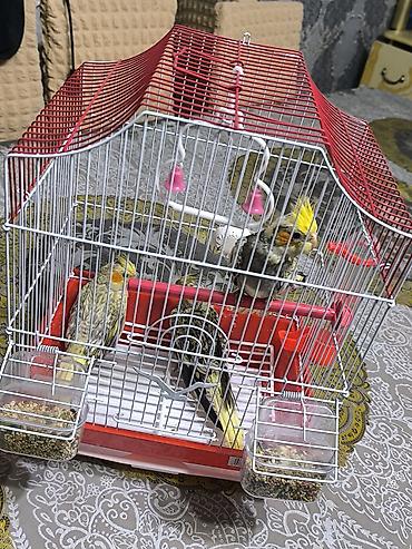 sari qus: Nymph parakit (cockatiel) dəstəsi – 3 ədəd, lutitno/opaline naxışlı — 1