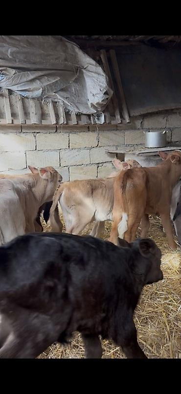 Dana, buzov: Satışda: dana balaları - Növ: yerli cins ətlik/südlük istiqamətə — 29