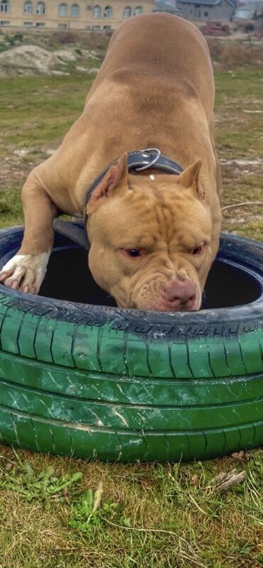 собаки в баку купить: Pitbul, 4 il, Erkek, Cütləşmə üçün