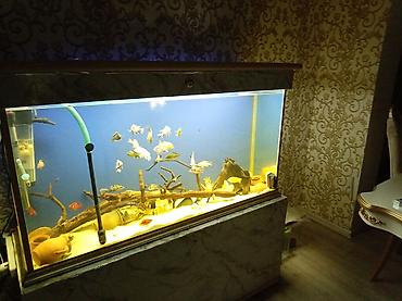 akvarium xırda balığı: Böyük ölçülü akvarium komplekti - Şüşə akvarium: geniş həcmli, ön — 1