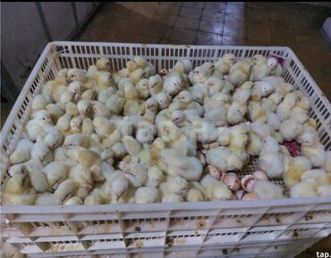 toyuq cuce satisi: Куриные цыплята, Для мяса, Доставка в районы