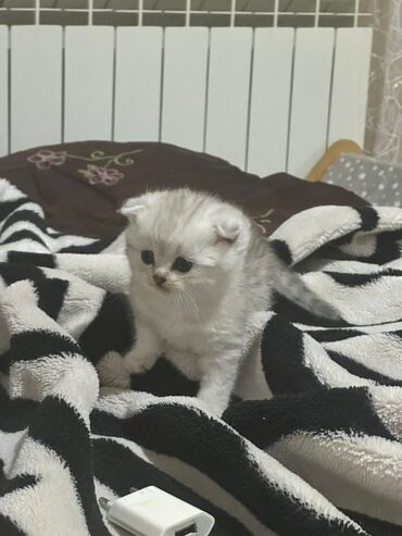 pi̇şi̇k: Erkək, Dişi
