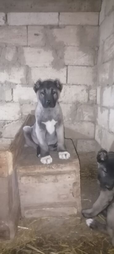 İtlər: Kanqal, 2 ay, Erkek, Peyvəndli, Ünvandan götürmə, Rayonlara çatdırılma, Ödənişli çatdırılma — 10