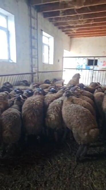 Quzu: Quzu, Erkək, Qala, ay: 1, 30 kq, Damazlıq, Ətlik, Ünvandan götürmə