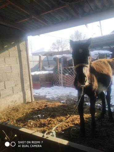 Лошади, кони: Продаю | Жеребенок | Рабочий — 21