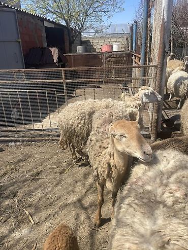 Qoyunlar, qoçlar: Qoyun və Keçi — təsərrüfat heyvanları - Növ: yerli qoyunlar və uzun — 16