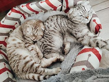 Продажа кошек: Шотландский вислоухий кот (Scottish Fold) - Окрас: кремовый табби с — 2