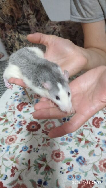Крысы: Крысмк мальчик три месяца ручной