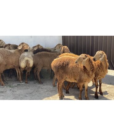 Бараны, овцы: Продаю | Ягненок | Гиссарская | Для разведения | Ярка