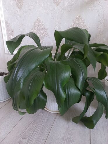 Другие комнатные растения: Молодой саженец лимона, выращенный в домашних условиях. Растение имеет at lalafo.kg — 12 Другие комнатные растения: Молодой саженец лимона, выращенный в домашних условиях. Растение имеет — 12