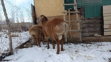 Другие животные: Ассалам алейкум братья на продажу козу кочкор возраст 7+ месяцев рост