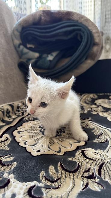 британские котята характер: 1 месяц, Девочка, Белый, Приучена к лотку — 3
