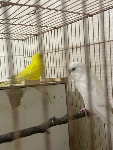 Птицы: Продаётся пара волнистых попугай жёлтый самец,белая самка всё в