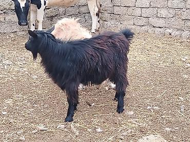 halep kecisi satilir: Qara erkək sarı keçi. Kökdürlər erkək lap əla əti var. Təmiz — 2