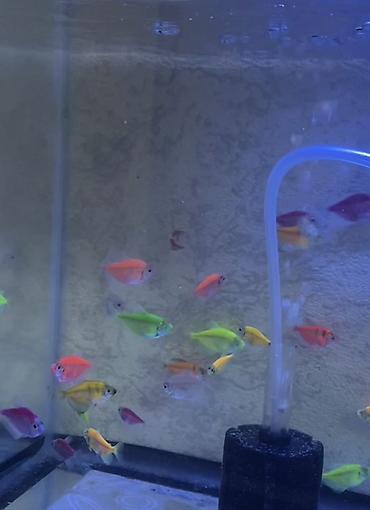 akvarium balıq novləri: Glofish, Sülhsevər, Ünvandan götürmə, Pulsuz çatdırılma, Ödənişli çatdırılma — 3