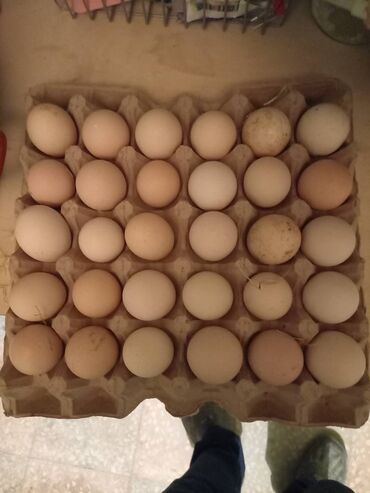 Cücələr: Toyuq cücələri, Damazlıq, Rayonlara çatdırılma, Ödənişli çatdırılma, Ünvandan götürmə — 6