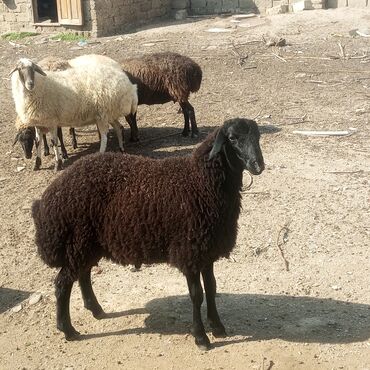 Digər kənd təsərrüfatı heyvanları: Erkey Əkiz tayı 6 aylığ