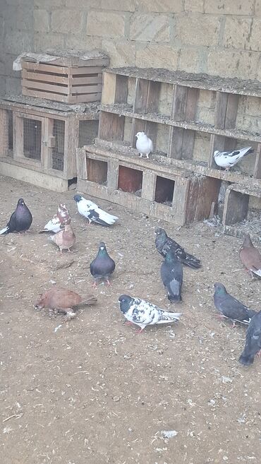 Göyərçinlər: Satılır — 7