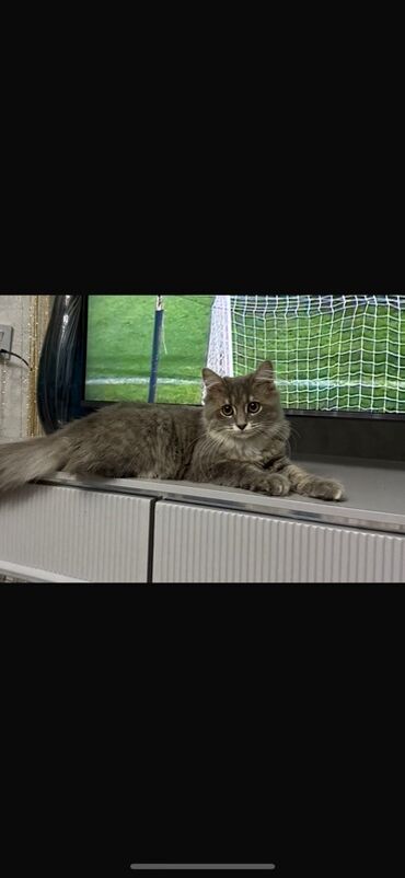 отдам кошку в хорошие руки: Sibir, Dişi, Yaxşı əllərə