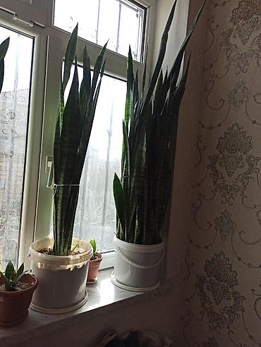 Digər bitkilər: Ev otaq gülləri – bir neçə növ 5-50 manat arası qiymət - — 8