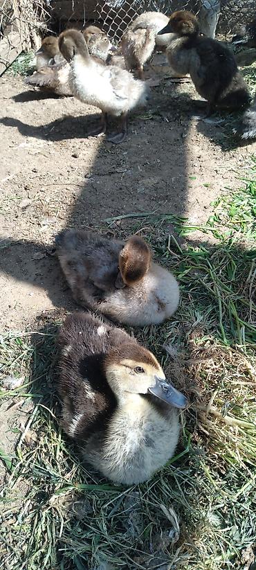 pekin ordəkləri: Amerkan vəKrasnadar sortudur 1 ayligdirlar. - Növ: Muscovy/hind — 4