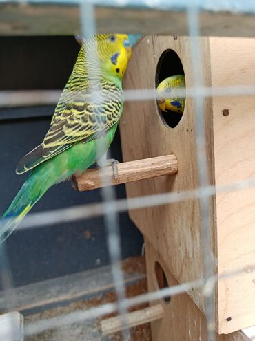 Tutuquşları: Məhsul: Dalmatin/melanik ləkəli naxışlara malik müxtəlif rəngli dalğıç — 4