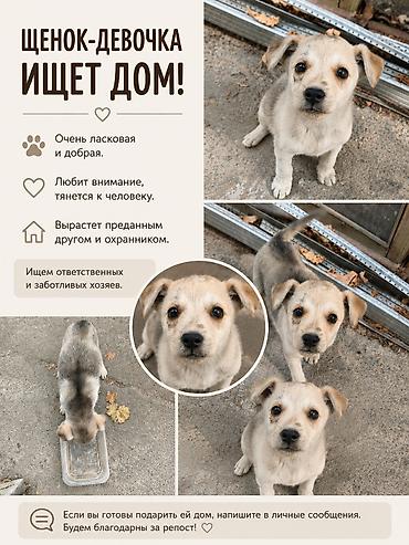 такса купить: Собака даром: Дворняжка, 2 месяца, Самка — 1