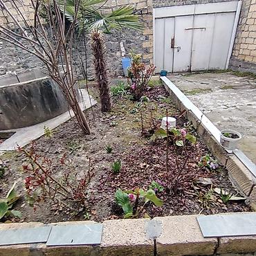 Həyət evi alıram: Satılır: həyət evi - Geniş həyətli, bir mərtəbəli ev. Evin önündə — 18
