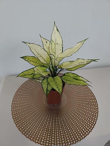 Папоротники: Калатея лонси калатея медальон — 4