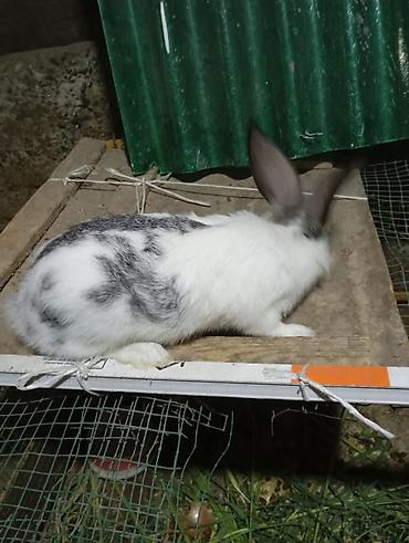 Продаю | Крольчата | Для разведения — 6
