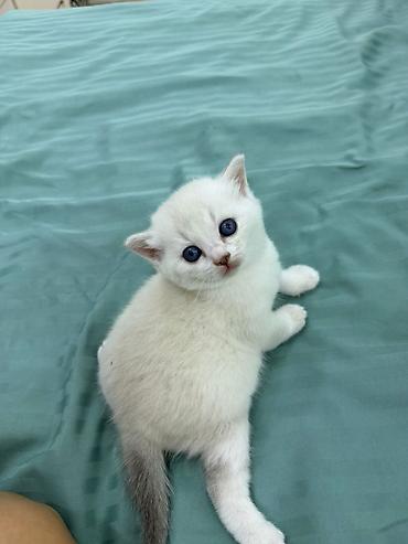 Кошки: Məhsul: Pişik balaları Təsvir: - Şirin, tüklü pişik balaları müxtəlif — 6
