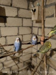 аксессуары для клетки попугая: Dalmatin və müxtəlif rəng mutasiyalı dalğıç (büdcərigar) nimçələri -