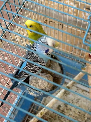 большая клетка для кролика: Yeni alınıb sadəcə evdən köçəciyik deyə satılır qəfəsi ilə birlikdə — 1