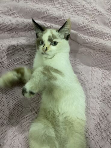голая кошка сфинкс цена: Британская короткошёрстная, 3 месяца, Девочка, Белый, Приучена к лотку