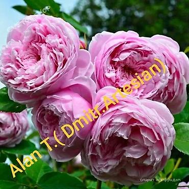 Другие садовые цветы и кустарники: Предлагаем саженцы роз разного возрастаплетистые,кустовые,цены — 2