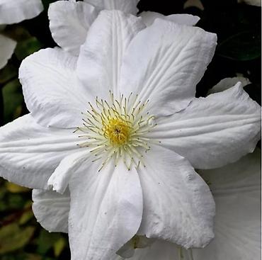 Другие садовые цветы и кустарники: Клематисы, 800сом Хосты, голубые крупномеры "Элеганс" и "Биг Дадди" — 5