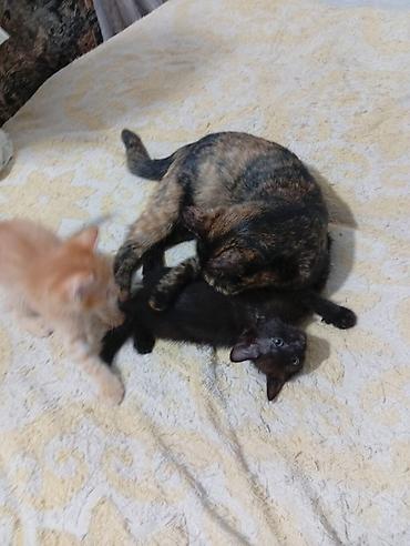 щенки сао: Котята 1 месяцев рыжий мальчик чёрная девочка — 8