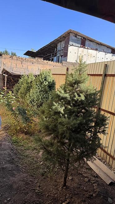продаю овощ: В городе Токмок. Хвойные декоративные деревья для озеленения участка — 2