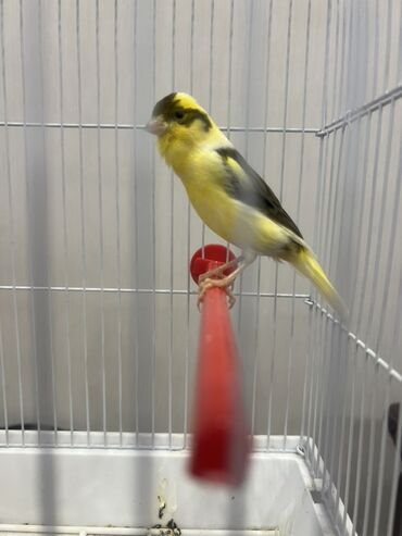 pulsuz heyvanlar verilir: Erkey bul bul 5-6 ayliq,tam saglam,oxumaga bawlayir.Sarı və tünd