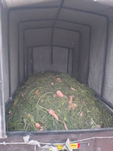тамчылатып сугаруу: Морковь Оптом