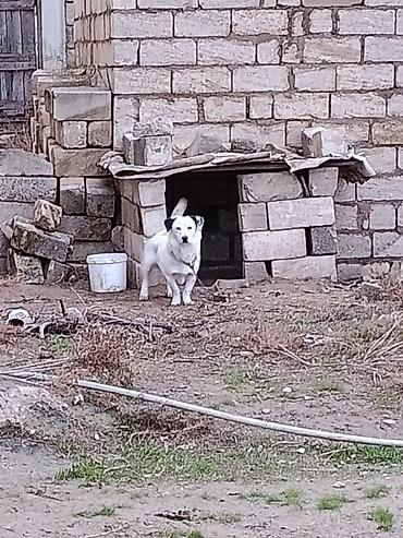 it satsi: Zvonok, 1 il, Erkək, Peyvəndli — 3