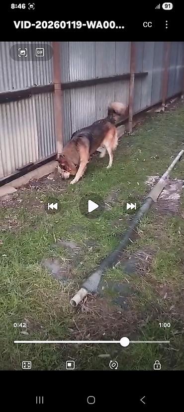 İtlər: Xaski, 1 ay, Erkek, Peyvəndli, Ünvandan götürmə — 10