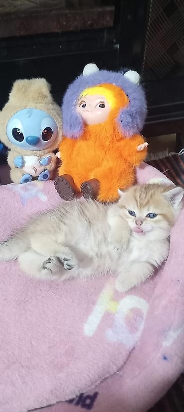 Pişiklər: Britan, Yaxşı əllərə — 37